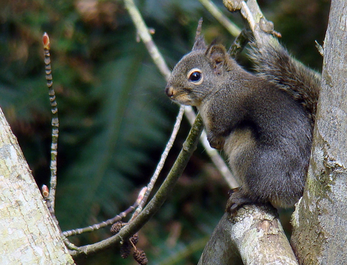 Douglas's Squirrel