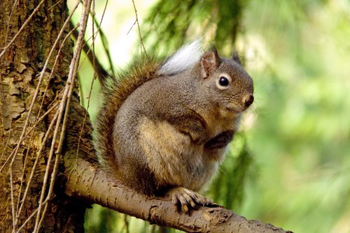 Douglas's Squirrel