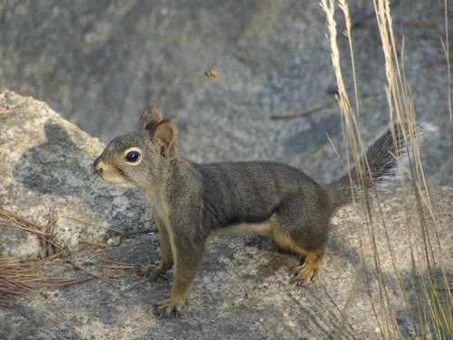 Douglas's Squirrel