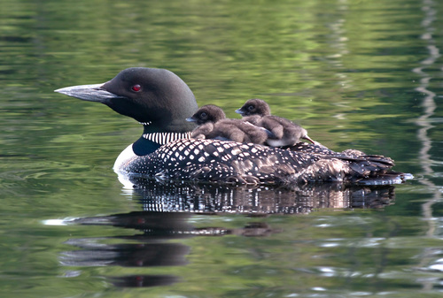 Common Loon