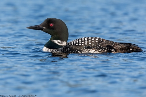 Common Loon