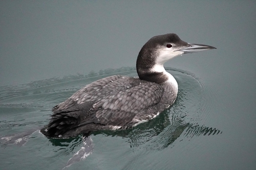 Common Loon