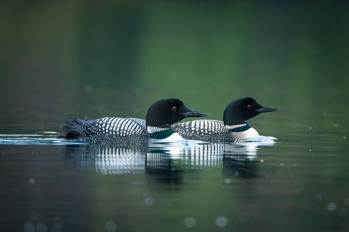 Common Loon