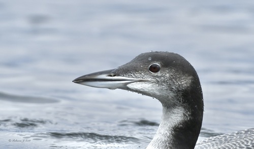 Common Loon