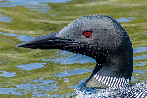 Common Loon