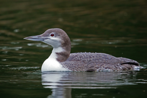 Common Loon