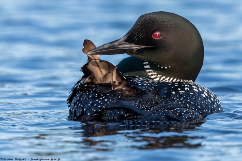Common Loon