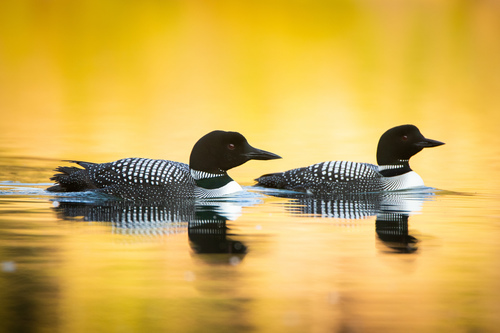 Common Loon