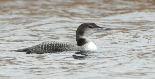 Common Loon