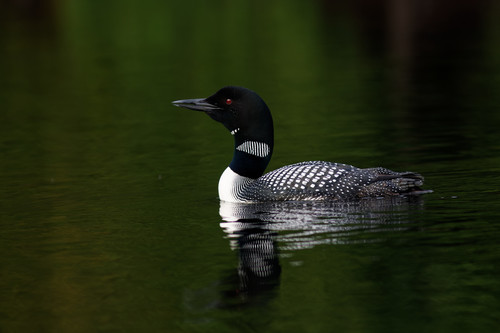 Common Loon