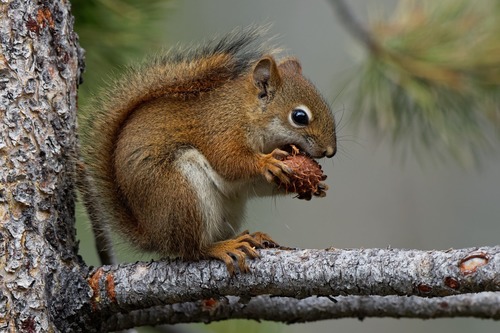 American Red Squirrel