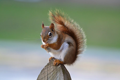 American Red Squirrel