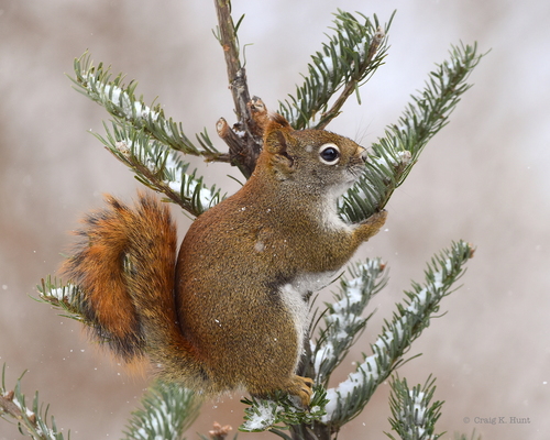 American Red Squirrel