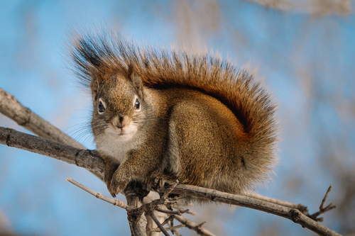American Red Squirrel