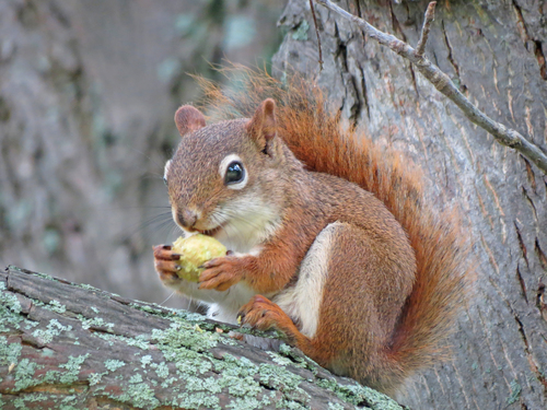 American Red Squirrel