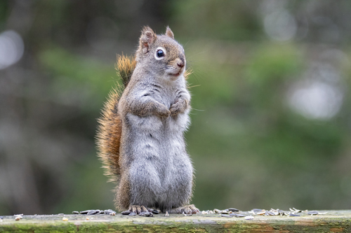 American Red Squirrel