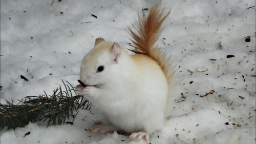 American Red Squirrel