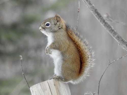 American Red Squirrel