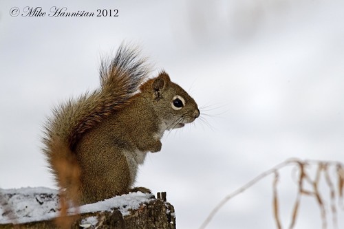 American Red Squirrel
