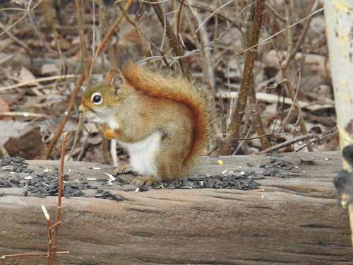 American Red Squirrel