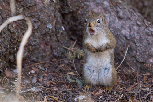 American Red Squirrel