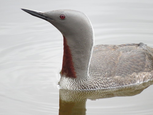 Red-throated Loon
