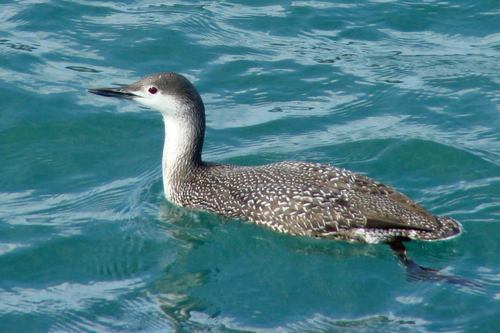 Red-throated Loon
