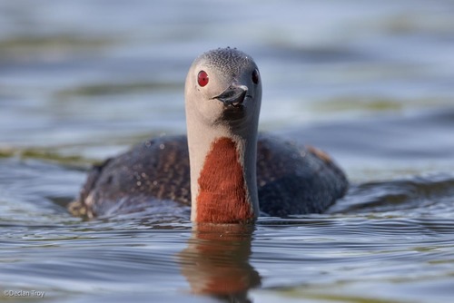 Red-throated Loon