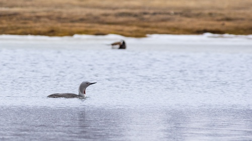 Red-throated Loon
