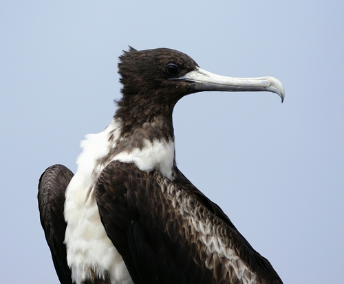 Magnificent Frigatebird