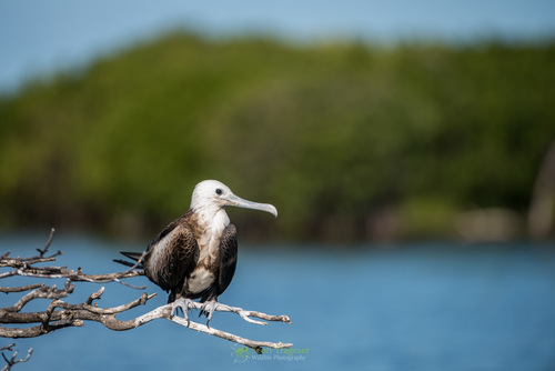 Magnificent Frigatebird