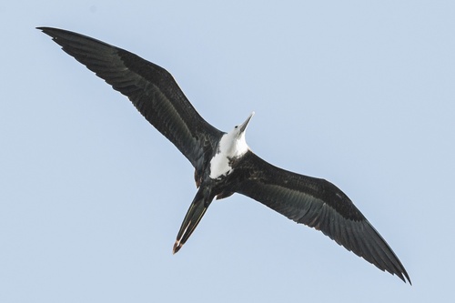 Magnificent Frigatebird