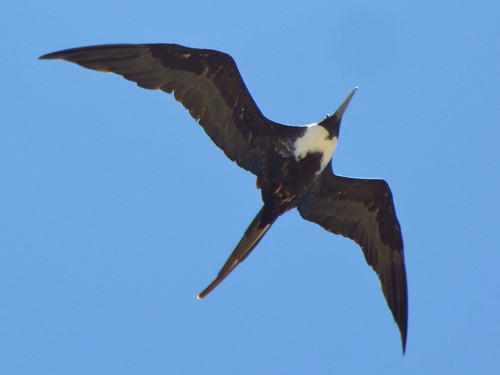 Magnificent Frigatebird