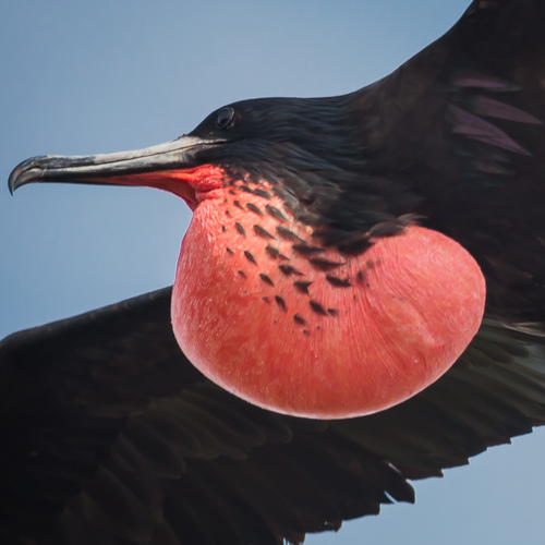Magnificent Frigatebird