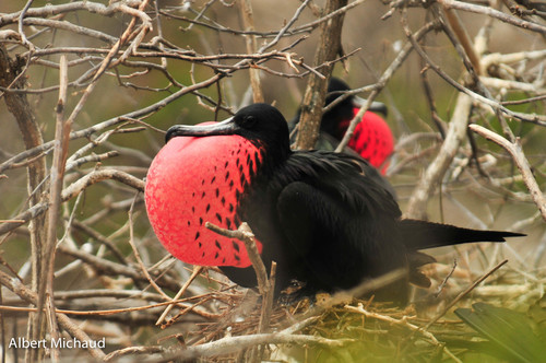 Magnificent Frigatebird