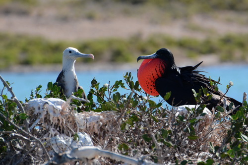 Magnificent Frigatebird