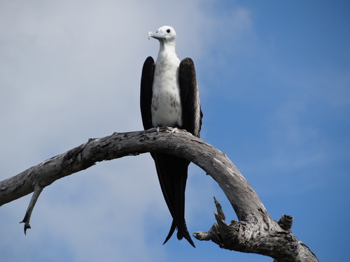 Magnificent Frigatebird