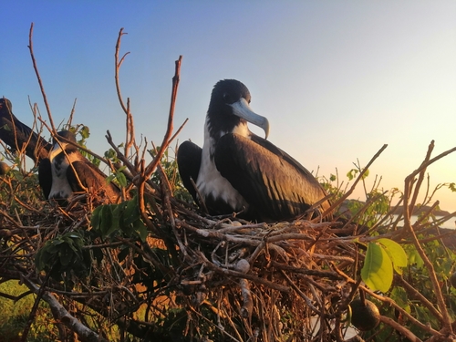 Magnificent Frigatebird