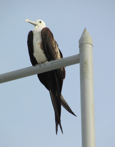 Magnificent Frigatebird