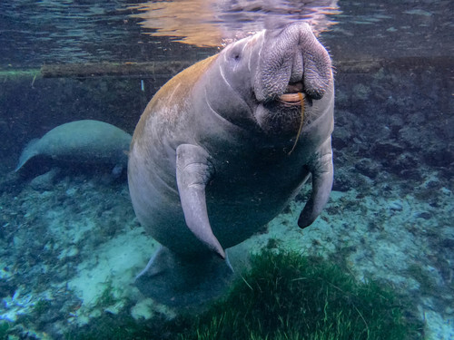 West Indian Manatee