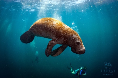 West Indian Manatee