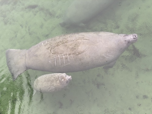 West Indian Manatee