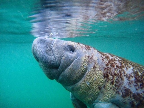 West Indian Manatee