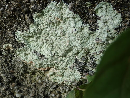 Fluffy Dust Lichen