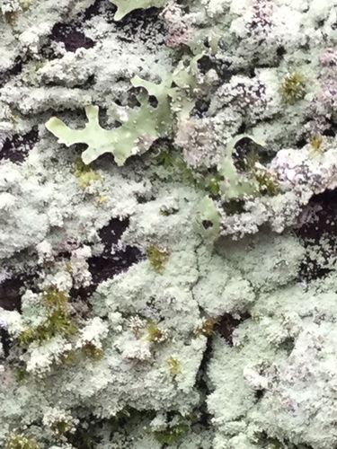 Fluffy Dust Lichen