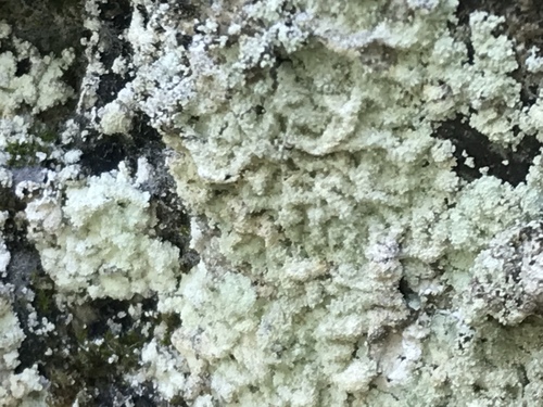 Fluffy Dust Lichen