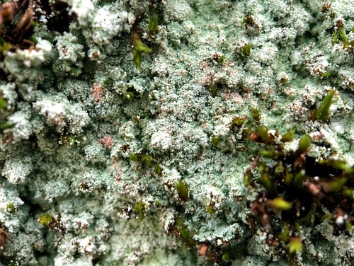 Fluffy Dust Lichen