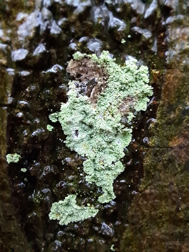 Fluffy Dust Lichen