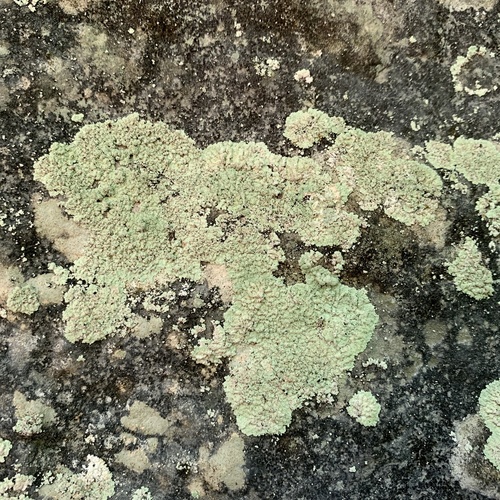 Fluffy Dust Lichen