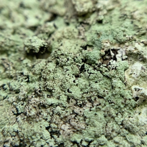 Fluffy Dust Lichen